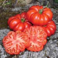 tomata-costoluto-fiorentino