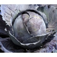 lachano-red-cabbage-langedijk-bewaar-2
