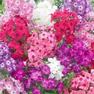 phlox-drummondii-mix