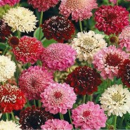 scabioza-mix