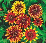 zinnia-mexicana